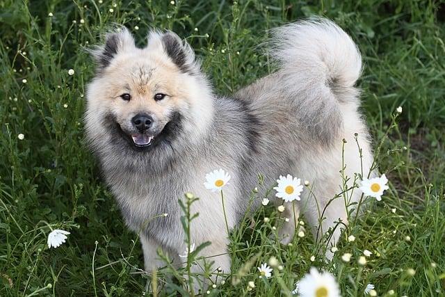 Červená tibetská doga: Ohnivý společník pro váš domov