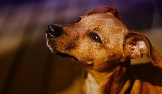 Kříženec Jack Russel a Čivava: Ideální pes pro vaši rodinu?