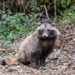 Délka života boloňského psíka: Jak dlouho vás bude doprovázet?
