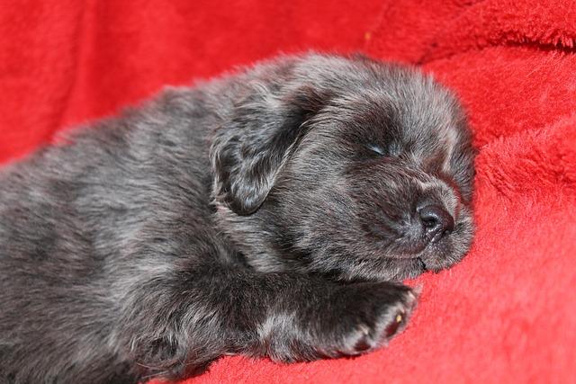 Váha tibetské dogy: Zdraví a správná výživa
