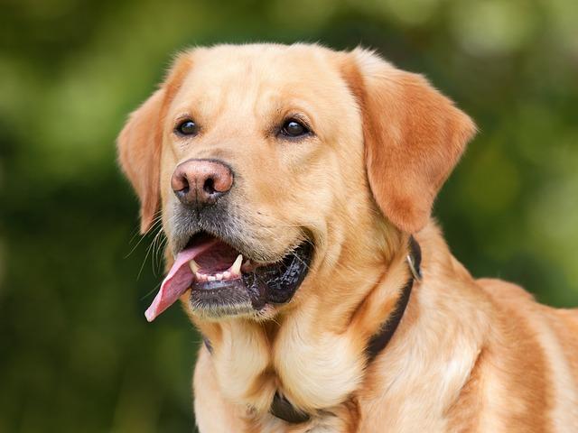 Labradorský retrívr: Ideální váha a jak ji udržet