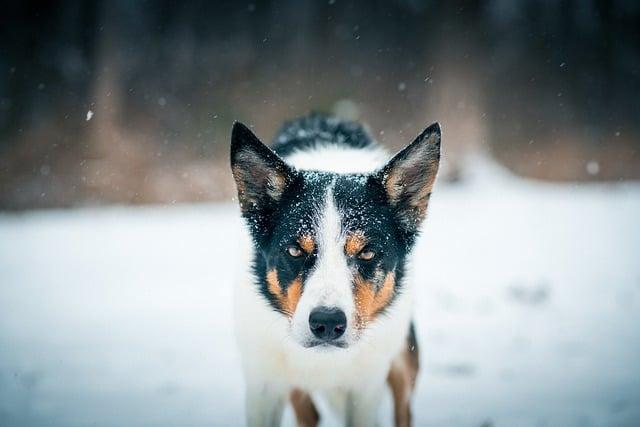 Red Merle Border Kolie: Unikátní krása nevšedního psa