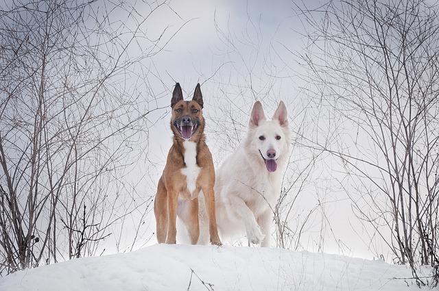 Belgický Ovčák Malinois: Váš Průvodce Plemenem