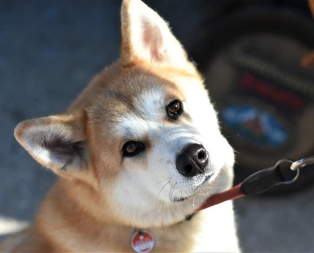 Akita Inu a Podobné Rasy: Jaký Pes Je Pro Vás?