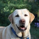 Přehled druhů retrívrů: Od zlatého po labradorského
