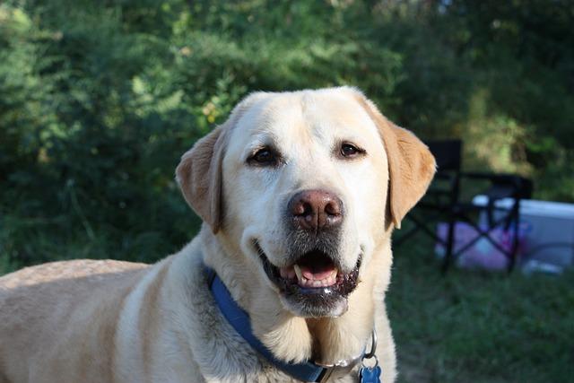 Přehled druhů retrívrů: Od zlatého po labradorského