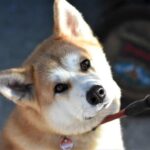Akita Inu Agresivita: Jak Předejít a Řešit Problémy