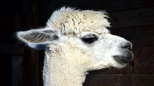 Tip na ostříhání barevného boloňského psíka: Buďte originální