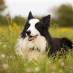 Border Kolie Blue Merle: Tajemství jejich kouzelné srsti