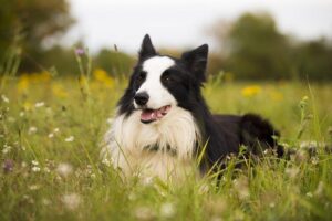Border Kolie Blue Merle: Tajemství jejich kouzelné srsti