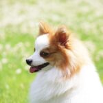 Německý Špic vs Pomeranian: Bitva Roztomilých Plemen