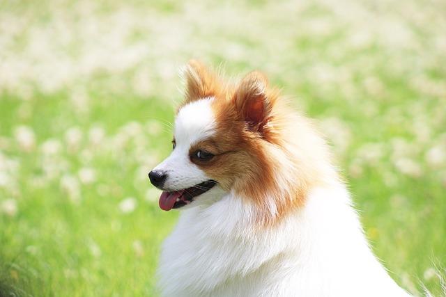 Německý Špic vs Pomeranian: Bitva Roztomilých Plemen