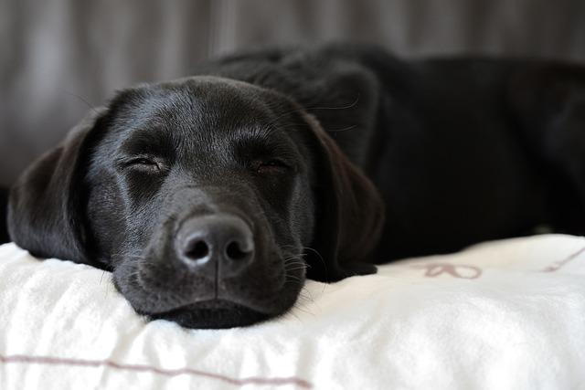 Uchovnění labradorského retrívra: Co vše je potřeba?