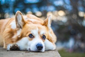 Co znamená Corgi? Původ a zajímavosti o tomto oblíbeném plemeni