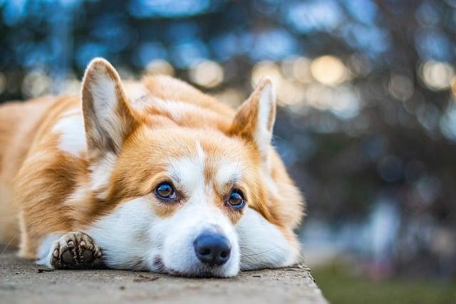 Co znamená Corgi? Původ a zajímavosti o tomto oblíbeném plemeni