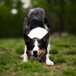Merle Border Kolie: Fascinující vzor, který vás okouzlí