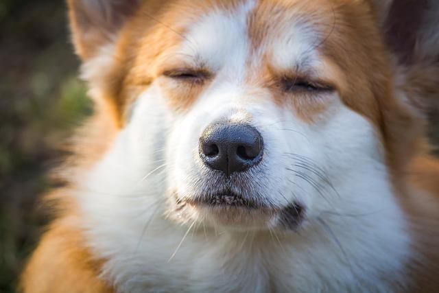 Pembroke vs. Cardigan: Rozdíly mezi dvěma typy Corgi, které musíte znát