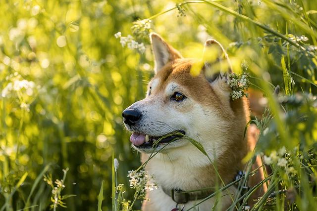 Nejlepší krmivo pro Shiba Inu: Jak vybrat správnou stravu
