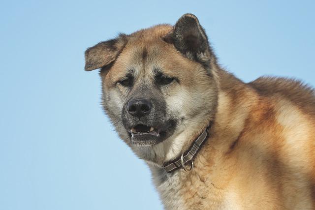 Akita Inu vs Shiba Inu: Který je lepší společník pro vás?