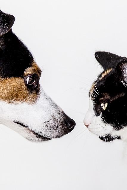 Jack Russell Teriér: Průvodce pro začínající majitele psů