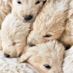 Corgi povaha: Proč jsou tyto psy ideálními společníky pro vaši rodinu 43 Corgi povaha: Proč jsou tyto psy ideálními společníky pro vaši rodinu