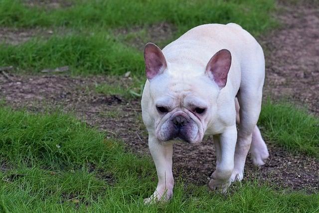 Francouzský buldoček anglicky: A Guide to Frenchies