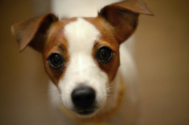 Výcvik Jack Russell Teriéra: Efektivní metody pro poslušného psa