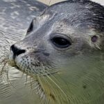 Chovatelská Stanice Kroměříž: Váš Zdroj Pomeranianů