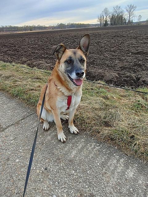 Malinois fena: Výcvik, péče a co byste měli vědět