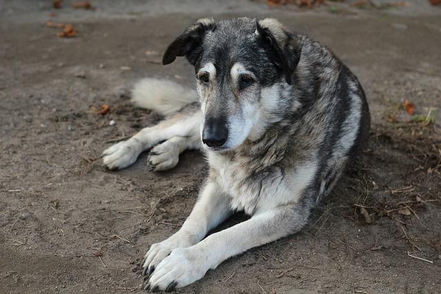 Kříženec Border Kolie a Labradora: Dokonalý společník?