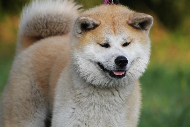 Je Akita Inu Pes Pro Vás? Zjistěte Před Adopcí