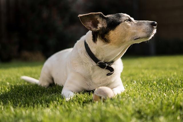 Jack Russell Terrier X Border Collie: Energetický a inteligentní kříženec