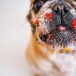 Buldoček v posteli: Pro a proti společného spaní