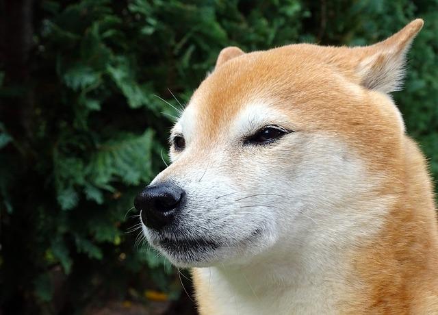 Shiba Inu nebo Akita Inu: Kdo Je Větší a Silnější?
