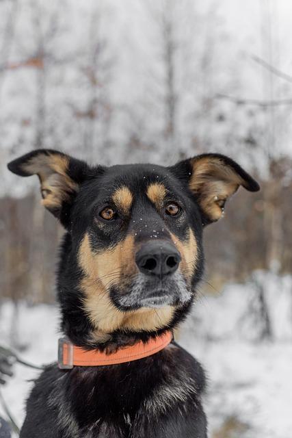 Útulek: Adopce stafordšírského bulteriéra