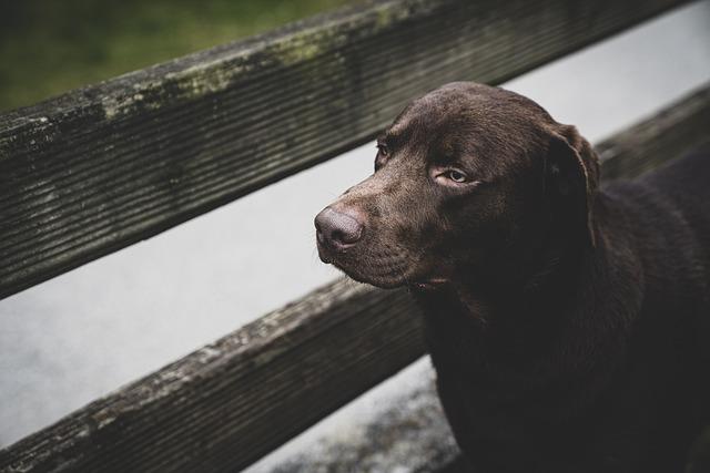 Labrador: Jak dlouho trvá háraní a co očekávat?