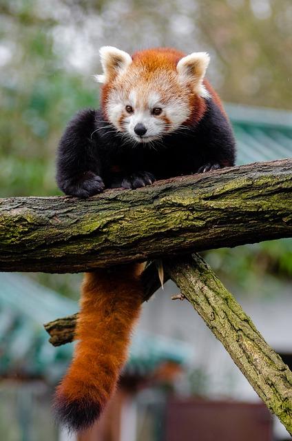 Březost Akita Inu: Kdy a Jak Připravit Fenu na Štěňata