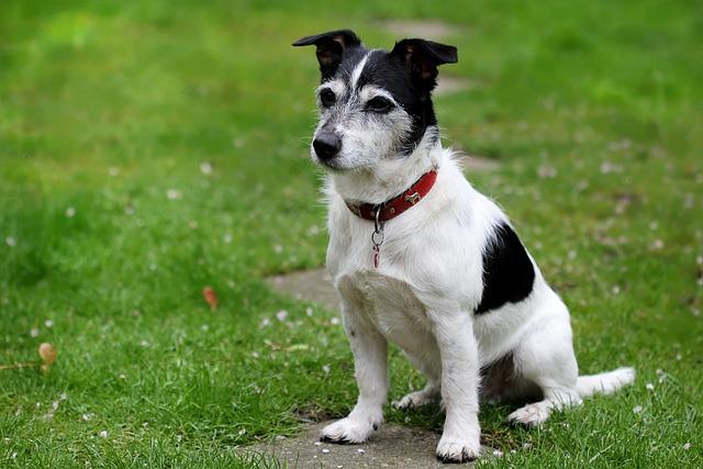 Jack Russell Terrier Povaha: Proč je ideálním rodinným psem