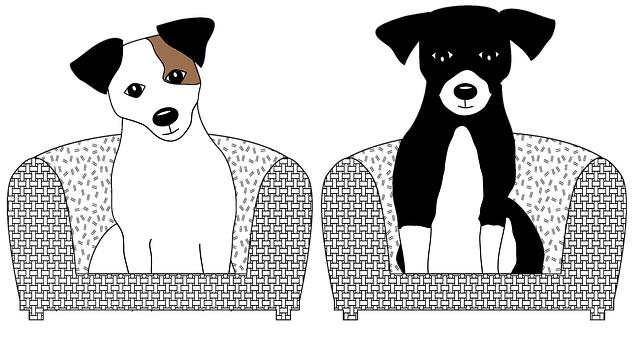 Jack Russell Terrier X Yorkshire Terrier: Malý pes s velkou osobností