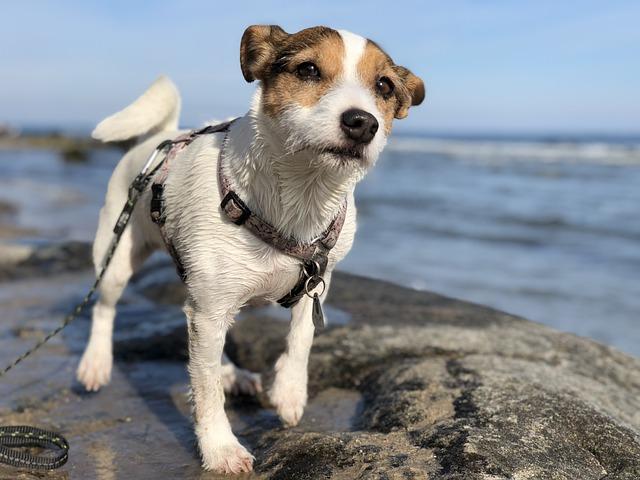 Parson vs Jack Russell Terrier: Rozdíly, které byste měli znát