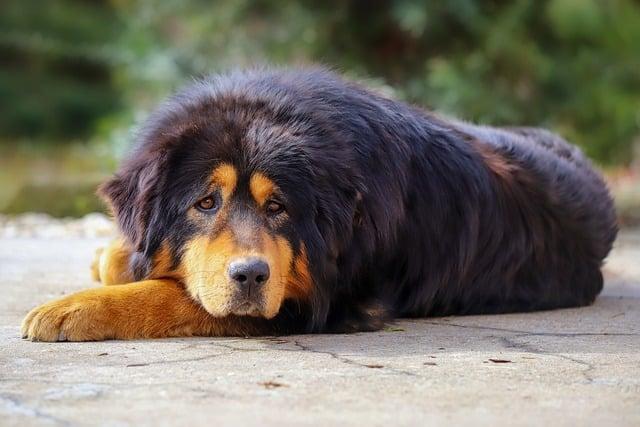 Tibetský mastif: Průvodce pro anglicky mluvící majitele
