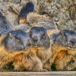 Zubní Kámen: Jak u Psů Zabránit Této Nemoci?