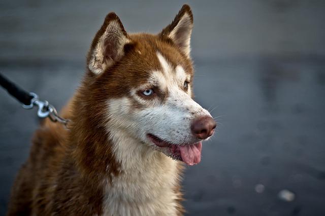 Husky fena: Krása a výzvy výchovy!