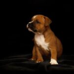 Proč si pořídit stafordšírského bulteriéra: 5 důvodů