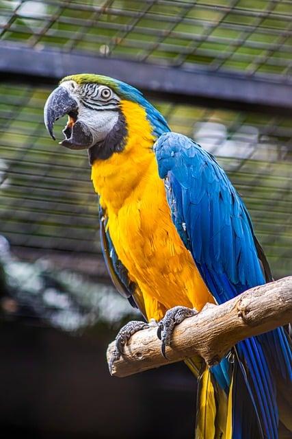 Do jaké zoo může pes: Průvodce pet-friendly destinacemi