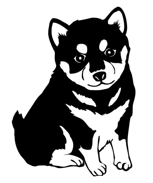 Shiba Inu zajímavosti: Fakta, která vás ohromí