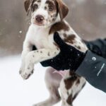 Co koupit pro štěně maďarského ohaře: Kompletní seznam