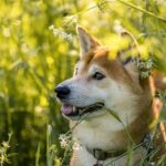 Shiba Inu zdarma: Jak najít psa, který potřebuje domov