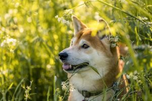 Shiba Inu zdarma: Jak najít psa, který potřebuje domov