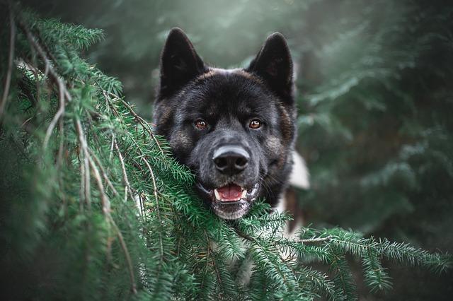Akita vs Husky: Bitva Plemen v 5 Kolech